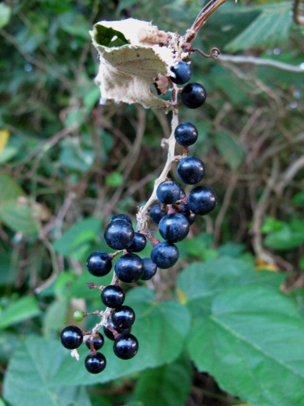 ソムリエ通信画像